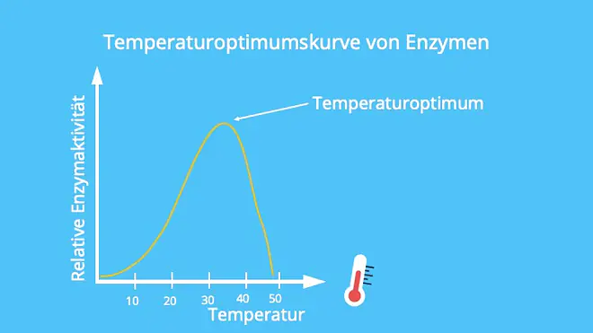Optimum, Denaturierung, Photosynthese, Photosyntheseleistung, RGT-Regel