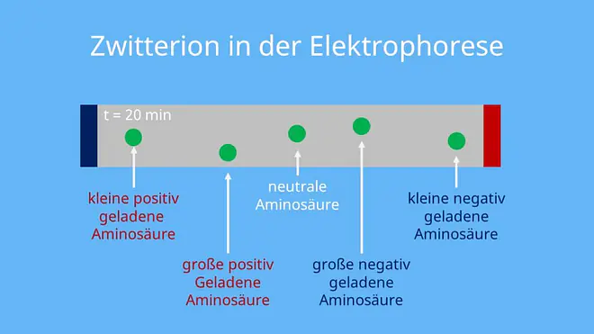 Zwitterion, Elektrophorese, Wanderung Kation Anion, Aminosäure, positiv geladen, negativ geladen, Konzentration von Protonen, dissoziiert