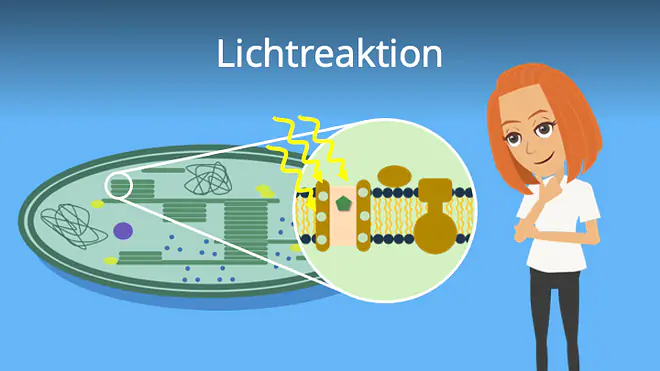 Zum Video: Lichtreaktion