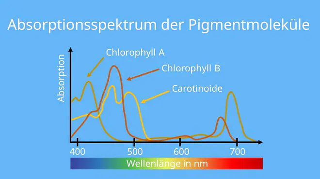 Chlorophyll a, Chlorophyll b, Carotinoide, Photosynthese, Lichtreaktion