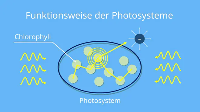 Chlorophyll, Chloroplasten, Photosynstem I,II, P700, P680, Photonen, Elektrone, Photosynthese, Lichtreaktion