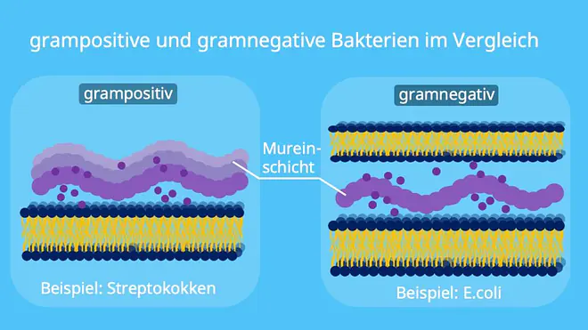 Lysozym, Grampositiv, Gramnegativ, Bakterien, Mureinschicht, Membran, Streptokokken, E.coli