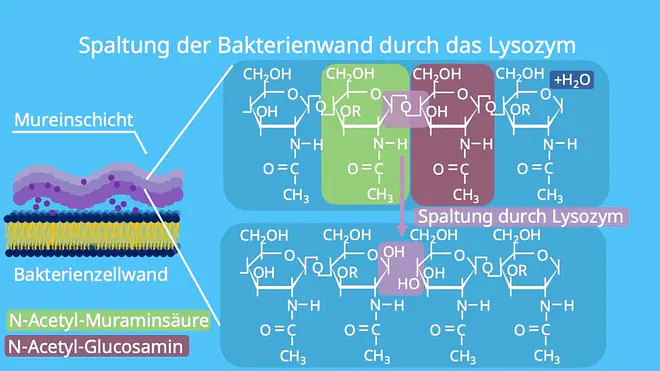 Spaltung, Hydrolyse, Bakterien, Zellwand, Murein, Mureinschicht, N-Acetylglucosamin, N-Acetylmuraminsäure