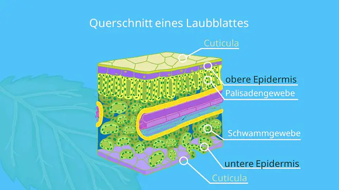 Blattaufbau, Blattquerschnitt, cuticula, kutikula, palisadengewebe, spaltöffnung, schwammgewebe, epidermis pflanze