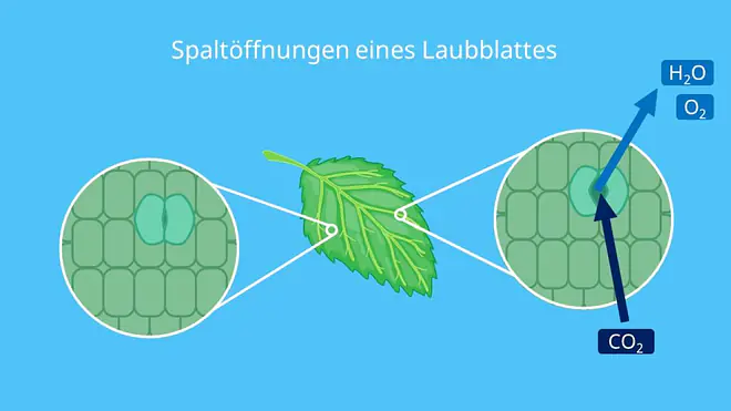 Blatt, Laubblatt, Spaltöffnungen, Stomata, transpiration