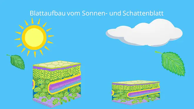 Blattaufbau, Blattquerschnitt, Sonnenblatt, Lichtblatt, Schattenblatt, parenchym, cuticula