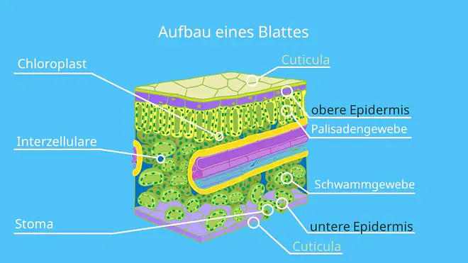 Blattaufbau, Laubblatt Aufbau, Blattquerschnitt, Cuticula, epidermis pflanze, palisadengewebe, schwammgewebe