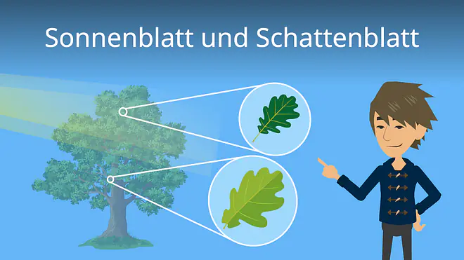 Zum Video: Sonnenblatt und Schattenblatt im Vergleich