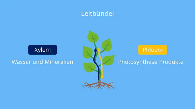  Xylem Phliem, leitgewebe phloem, Leitbündel Blatt, wassertransport baum, leitbündel wurzel, xylem und phloem