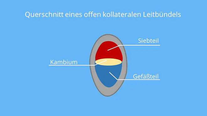 kollaterales Leitbündel. offen kollaterales Leitbündel, leitbündel querschnitt, xylem phloem, leitgewebe, leitbündelscheise, sklerenchym, festigungsgewebe, sekundäres phloem, leitbündel wurzel
