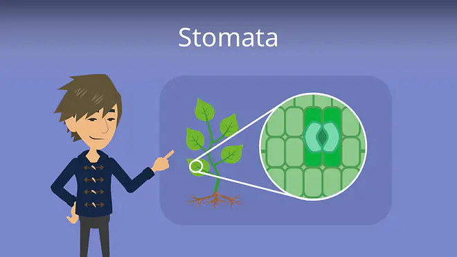 Zum Video: Stomata