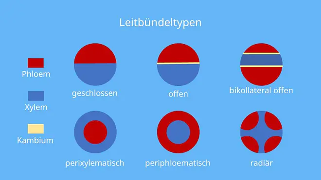 kollaterales Leitbündel. offen kollaterales Leitbündel, leitbündel querschnitt, xylem phloem, leitgewebe, leitbündelscheise, sklerenchym, festigungsgewebe, sekundäres phloem, leitbündel wurzel, radiäres Leitbündel