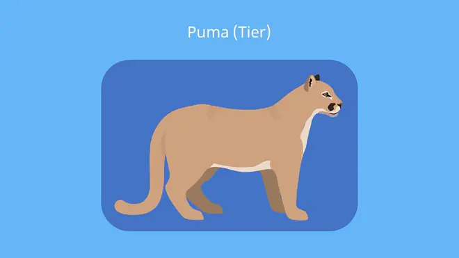 Puma tier, puma bilder, puma tier bilder, berglöwe, silberlöwe, cougar, kuguar, mountain lion
