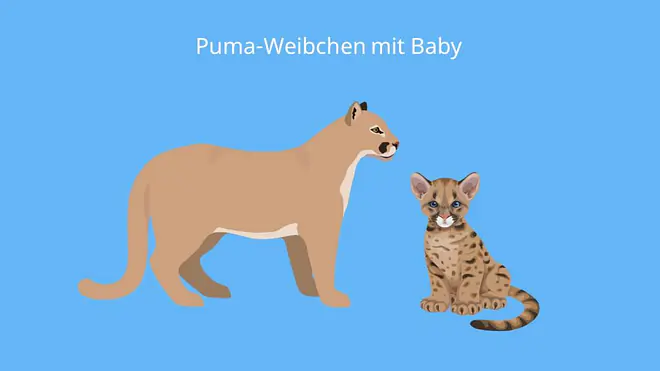 puma tier, puma concolor, puma baby, baby puma, puma bilder, puma tier bilder, puma tiere