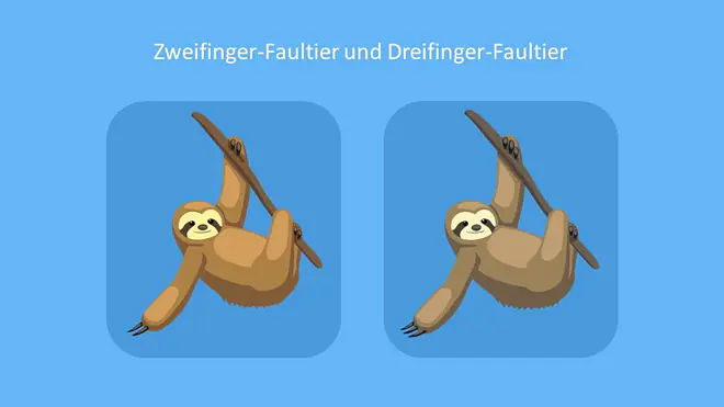 Faultierarten, Zweifinger-Faultier, Dreifinger- Faultier, Braunkehlfaultier