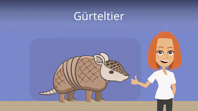 Zum Video: Gürteltier