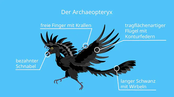 Archaeopteryx, skelett, brückentier, fossil, fliegen, bilder
