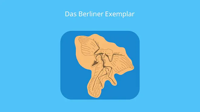 Archaeopteryx lithographica, fossil, skelett, fund, berliner exemplar, brückentier, größe bilder, urvogel, bilder