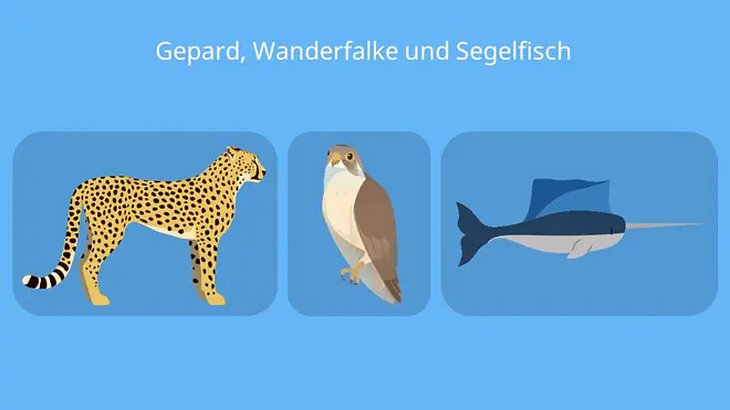 schnellste Raubkatze, schnellstes tier der welt, gepard sprint, gepard rennen, wie schnell ist ein gepard, wie schnell kann ein gepard rennen, wie schnell läuft ein gepard, wie schnell rennt ein gepard, wie sieht ein gepard aus