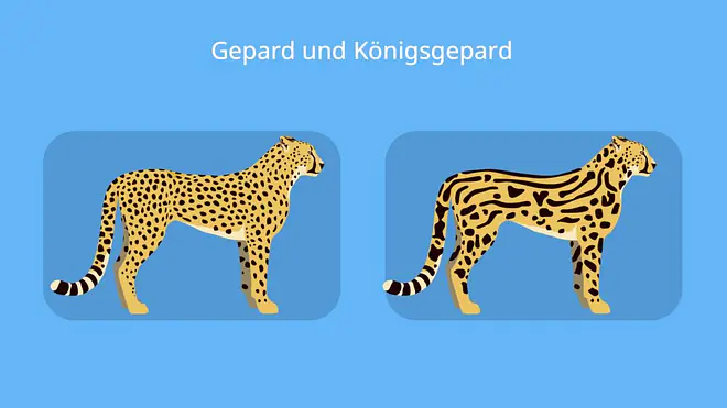 Königsgepard, gepard fell, gepard arten, gepard bilder, wie sieht ein gepard aus