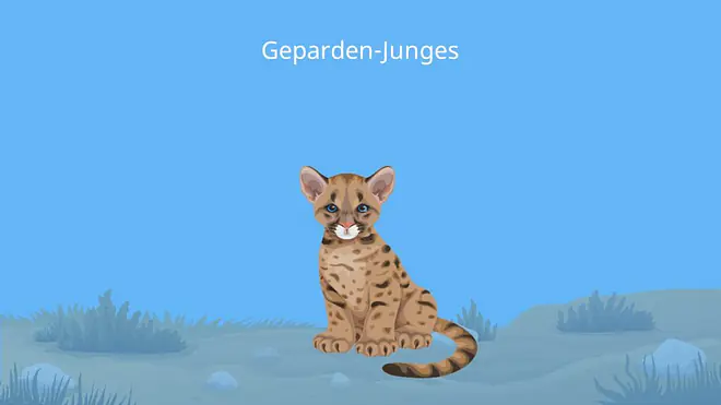 Gepard Baby, baby gepard, gepard fell, wie sieht ein gepard aus