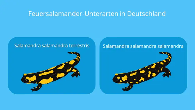 salamanderarten, salamander arten, salamandra, salamandra salamandra, feuersalamander, bilder feuersalamander