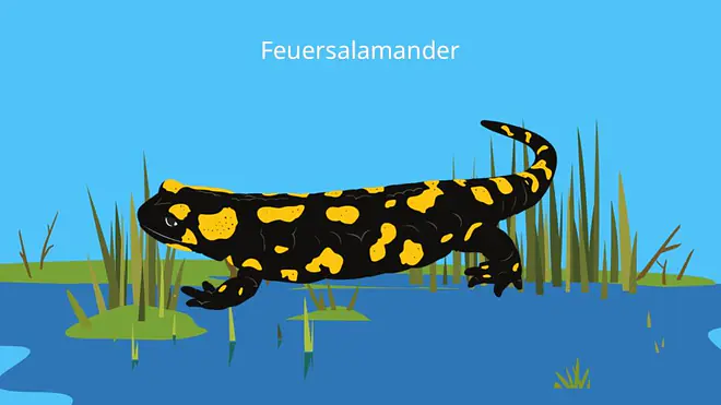 salamandra, salamander tier, salamander schwarz gelb, salamander gelb schwarz, gelb gefleckte eidechse, bilder feuersalamander