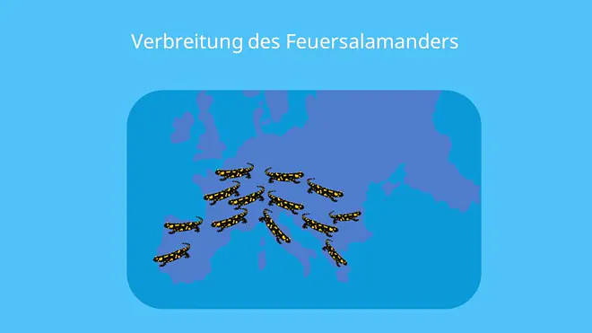 salamander deutschland, salamander in deutschland, salamanderarten deutschland, feuersalamander lebensraum, salamandra