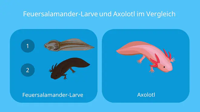feuersalamander larve, salamander eier, fortpflanzung feuersalamander, bilder feuersalamander