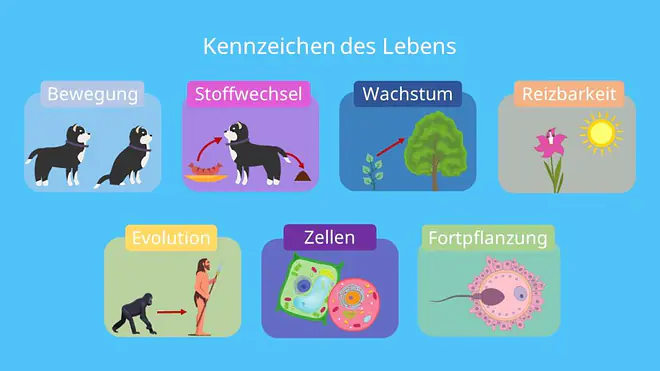 Was ist ein Lebewesen, Merkmale des Lebens, Kennzeichen von Lebewesen, Kennzeichen der Lebewesen, Sind Pflanzen Lebewesen, was ist Leben, Kennzeichen des Lebens, Kennzeichen des Lebedigen