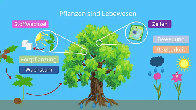 Pflanzen sind Lebewesen: Kennzeichen des Lebens, Sind Pflanzen Lebewesen?, Reizbarkeit Pflanzen