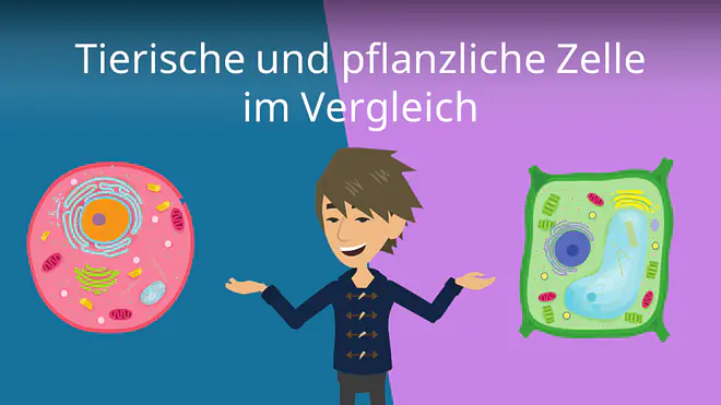 Zum Video: Tierische und pflanzliche Zelle im Vergleich