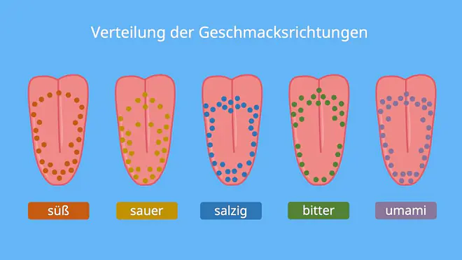 Das Bild zeigt die Verteilung der Geschmacksrichtungen: Rezeptoren befinden sich immer auf der ganzen Zunge verteilt, jedoch gibt es an der Zungenspitze beispielsweise weniger Rezeptoren für Bitterkeit.