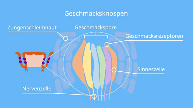 Auf dem Bild ist der Aufbau der Geschmacksknospen zu sehen. Die Geschmackspore besteht aus den Geschmacksrezeptoren an den Sinneszellen, die in Nervenzellen münden, und ist umgeben von Zungenschleimhaut.