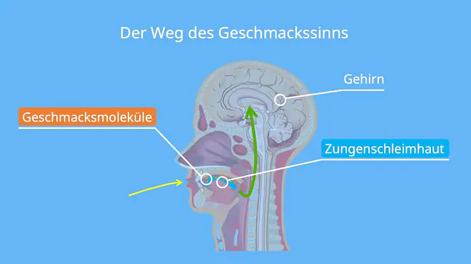 Das Bild zeigt die Weiterleitung von Geschmack im Körper -- nachdem die Geschmacksmoleküle von der Zungenschleimhaut aufgenommen wurden, werden die Informationen zum Gehirn weitergeleitet.