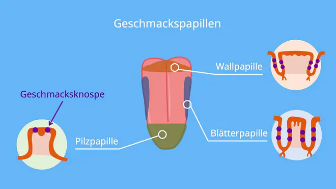 Auf dem Bild sind die drei Geschmackspapillen zu sehen: Die Pilzpapille an der Zungenspitze, die Blätterpapille an den Seiten und die Wallpapille hinten an der Zunge.