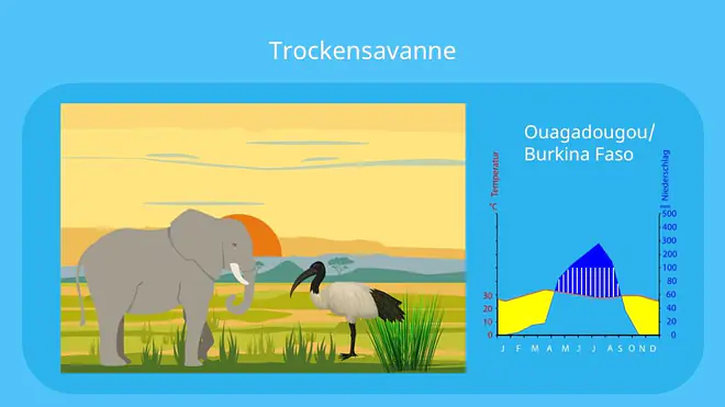 savanne, savanna, trockensavanne, vegetationszone, savannen, savannentypen, savannenlandschaft, die savanne, savanne pflanzen, savannengras, savanne bilder, bilder savanne, pflanzen in der savanne, pflanzen der savanne, savanne vegetation, klima savanne, klimadiagramm trockensavanne, steppe mit vereinzelten bäumen, trockensavanne klima, trockensavanne klimadiagramm, trockensavanne pflanzen, trockensavanne tiere, trockensavanne vegetation, vegetation trockensavanne