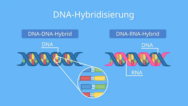 Hybridisierung defintion, hybridisiert, hybridisierung biologie, dna dna hybridisierung, dna hybridisierung ablauf