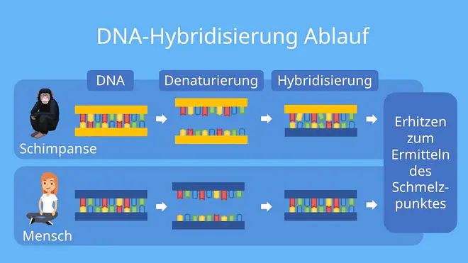  Hybridisierung defintion, hybridisiert, hybridisierung biologie, dna dna hybridisierung, dna hybridisierung ablauf, dna dna hybridisierung