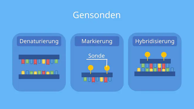  Hybridisierung defintion, hybridisiert, hybridisierung biologie, dna dna hybridisierung, dna hybridisierung ablauf, dna dna hybridisierung, gensonde, dna sonde, prinzip, in-situ-Hybridiserung Hybridisierung defintion, hybridisiert, hybridisierung biologie, dna dna hybridisierung, dna hybridisierung ablauf, dna dna hybridisierung, gensonde, dna sonde, prinzip, in-situ-Hybridiserung
