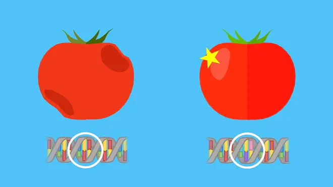 Ein Bild zeigt eine normale Tomate im Vergleich zu einer Anti-Matsch-Tomate. Diese wurde gentechnisch so verändert, dass sie länger reif bleibt.