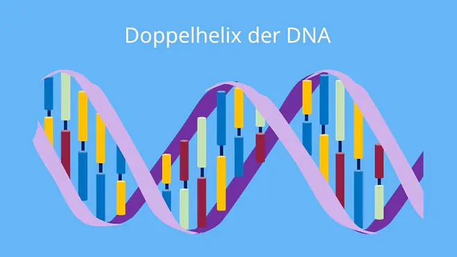aufbau der dna, dna struktur, struktur der dna, dna beschriftung, dna aufbau, bau der dna, aufbau dna, raumstruktur der dna, dna doppelstrang, bau dna, aufbau der dna, dna bausteine, dna struktur, aufbau einer dna, woraus besteht dna, bausteine dna
