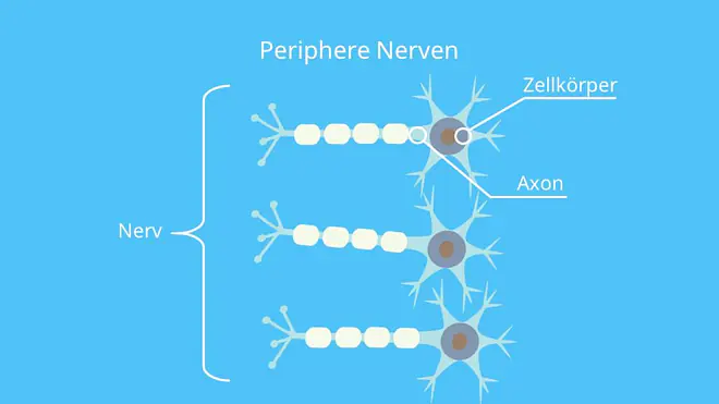 Periphere Nerven; Alt-Text: Zellkern, Nervenzelle, Neuron, Nerven, Peripheres Nervensystem