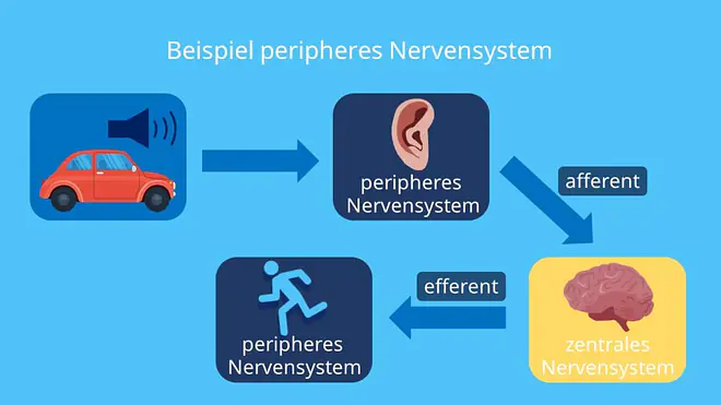 Periphere Nervensystem, Zentrales Nervensystem, Aufbau, Nerven, Nervenbahnen, Muskel, Beispiele, Sinnesorgane, Hören
