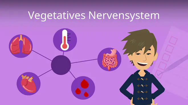 Zum Video: Vegetatives Nervensystem