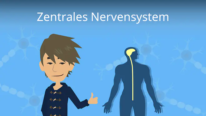 Zum Video: Zentrales Nervensystem