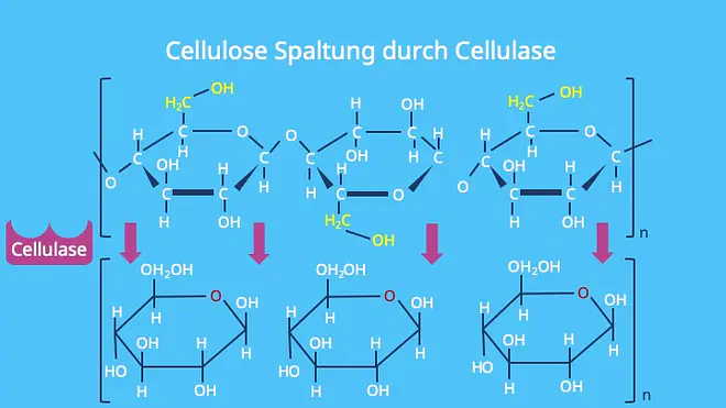 Die Abbildung zeigt die Spaltung der Cellulose durch das Enzym Cellulase. Dabei wird die lange Cellulosekette in einzelne Glucoseeinheiten aufgespalten, indem die glycosidischen Bindungen zwischen den Glucosemolekülen enzymatisch getrennt werden.