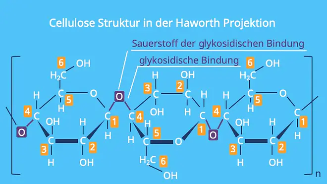 Die Abbildung zeigt die Struktur der Cellulose in der Haworth-Projektion. Sie hebt die Anordnung der Glucoseringe, die über glycosidische Bindungen miteinander verbunden sind, sowie den Sauerstoff der Bindung hervor.