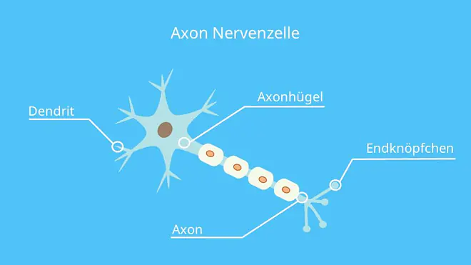Axonhügel, Dendriten, Endknöpfchen, Neurit, Myelinisierung, Schwannsche Zelle