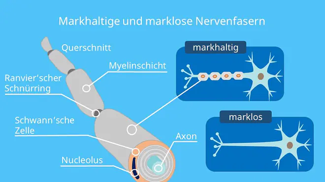 markhaltige Nervenfaser, marklose Nervenfaser, Myelinisierung, Ranvier'scher Schnürring, Schwann'sche Zelle